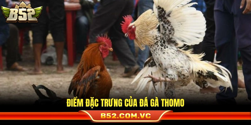 Những giá trị làm nên tên tuổi đá gà Thomo